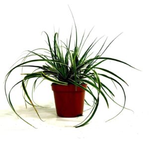 Carex morrowii Carex 'Fisher's Form' p8
(21 Plants/Order)(8cmP 15cmH)
