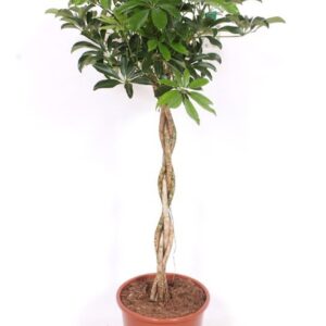 Schefflera Compacta Schefflera arboricola 'Compacta'
(1 Plants/Order)(27cmP 130cmH)