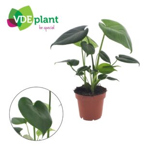 Monstera deliciosa Monstera Tauerii 12cm
(8 Plants/Order)(12cmP 30cmH)