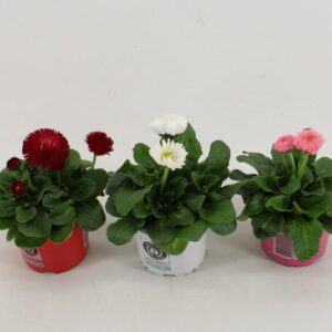 Bellis perennis Roggli bellis Perennis Dubble bloemig mixed
(15 Plants/Order)(10.5cmP 15cmH)