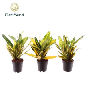 Codiaeum Sunny Star Croton Sunny Star 7 cm
(16 Plants/Order)(7cmP 20cmH)