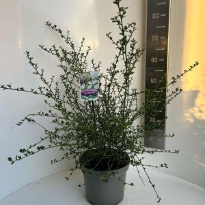 Ceanothus thyrsiflorus Ceanothus thyr. 'Millerton Point'
(1 Plants/Order)(23cmP 60cmH)