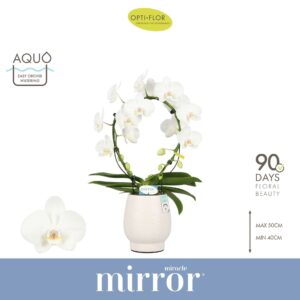 Phalaenopsis white more Ripsen Mirror Miracle Aurora 2 spike in Abruzzo White Aquo
(3 Plants/Order)(12cmP 60cmH)