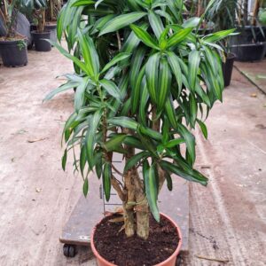Dracaena Song of Jamaica Dracaena Reflexa Song of Jaimaica 120
(1 Plants/Order)(30cmP 120cmH)