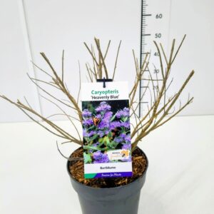 Caryopteris x clandonensis Caryopteris cland. 'Heavenly Blue' C5
(1 Plants/Order)(23cmP 60cmH)