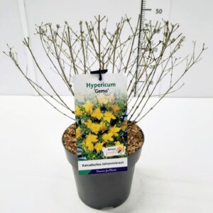Hypericum kalmianum Gemo Hypericum kalmianum 'Gemo' 30-40C5
(1 Plants/Order)(23cmP 50cmH)