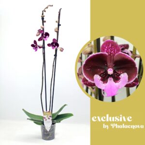 Phalaenopsis other purple more Hot Kiss 2-tak 80cm (GROEN)
(10 Plants/Order)(12cmP 80cmH)