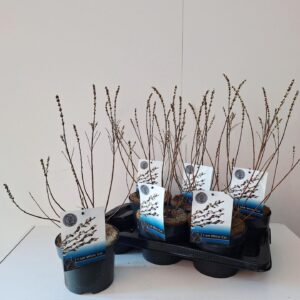 Salix subopposita Salix Subopposita bush P17
(6 Plants/Order)(17cmP 50cmH)