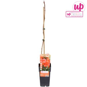 Campsis Flamenco Campsis radicans Flamenco (geënt) P15
(10 Plants/Order)(15cmP 65cmH)