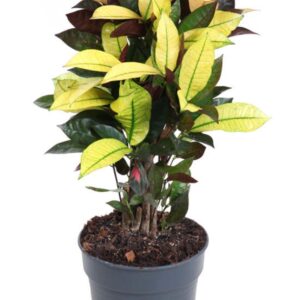 Codiaeum Mrs Iceton Codiaeum Mrs Iceton busch P19
(1 Plants/Order)(19cmP 60cmH)