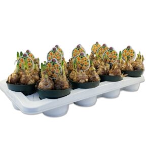 Narcissus Narcissus Suncatcher
(12 Plants/Order)(12cmP 10cmH)