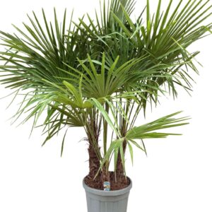 Trachycarpus fortunei Trachycarpus fortunei P45 multistam
(1 Plants/Order)(45cmP 200cmH)