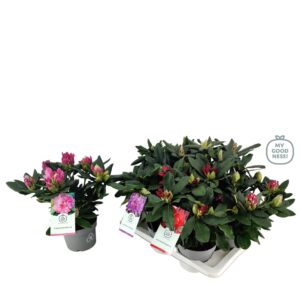 Rhododendron mix Rhododendron 30-35 /2 liter 'Mix Tray' kleurtonend
(6 Plants/Order)(17cmP 40cmH)