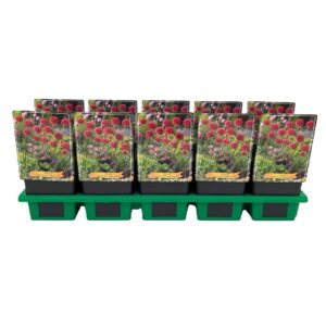 Armeria Ballerina Red Armeria pseudarmeria 'Ballerina Red' P11
(10 Plants/Order)(11cmP 25cmH)