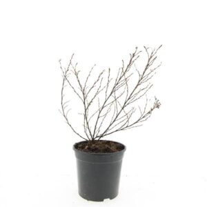 Potentilla Tangerine Potentilla f. 'Tangerine'
(8 Plants/Order)(14cmP 25cmH)