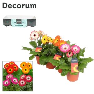 Gerbera Gerbera twister 3+ bl.12cm met kraag Decorum
(10 Plants/Order)(12cmP 20cmH)