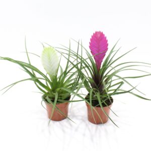 Tillandsia mixed Tillandsia mixed (Met Hoes)
(11 Plants/Order)(9cmP 30cmH)
