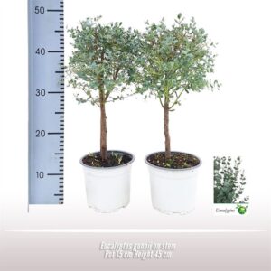 Eucalyptus gunnii Eucalyptus gunnii op stam
(6 Plants/Order)(15cmP 45cmH)