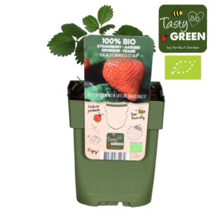 Fragaria Fragaria x ananassa 'Ostara' Bio P13
(10 Plants/Order)(13cmP 30cmH)