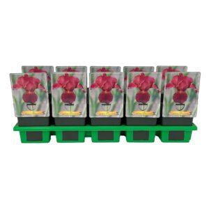 Iris germanica Iris germanica 'Fabulous Jeanet' P11
(10 Plants/Order)(11cmP 25cmH)