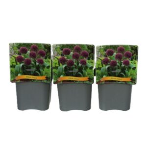 Allium Ostara Allium 'Ostara' C5
(1 Plants/Order)(21cmP 35cmH)