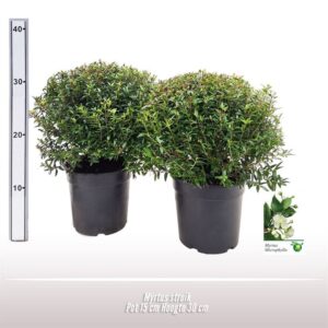 Myrtus communis Myrtus struik
(6 Plants/Order)(15cmP 30cmH)