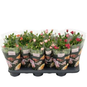 Rosa Victory mix Nolina Roses Ø 10.5 cm mix
(11 Plants/Order)(10.5cmP 28cmH)