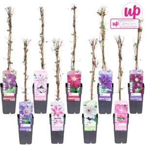 Clematis Clematis mix tray Big Headed P15
(10 Plants/Order)(15cmP 65cmH)