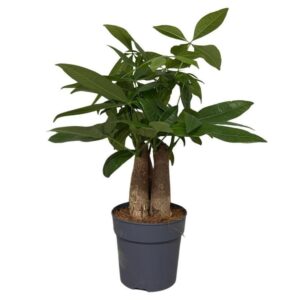 Pachira aquatica Pachira trunk 3pp
(10 Plants/Order)(12cmP 35cmH)