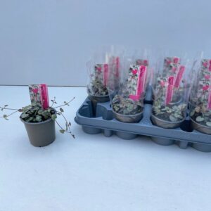 Ceropegia woodii ssp. woodii Ceropgia Woodii
(12 Plants/Order)(9cmP 10cmH)