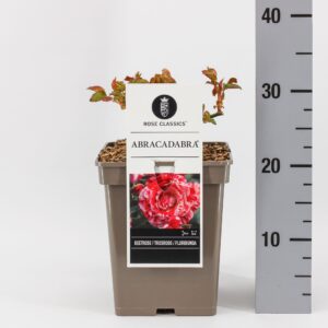 Rosa Rosa (F) Abracadabra ®, C5
(1 Plants/Order)(23cmP 30cmH)