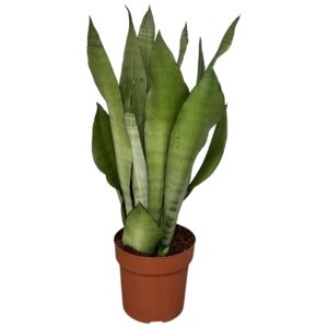 Sansevieria Moonshine sansevieria Moonshine 3pp
(1 Plants/Order)(17cmP 55cmH)