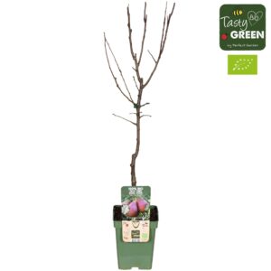 Pyrus communis Pyrus communis 'Rote Williams' Bio P23
(1 Plants/Order)(23cmP 100cmH)