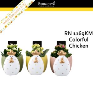 Kalanchoe 1169KM - Colorful Chicken (Kalanchoe mix)
(5 Plants/Order)(13cmP 17cmH)