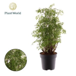 Polyscias fruticosa Polyscias Hawaiiana Ming busch
(1 Plants/Order)(17cmP 55cmH)