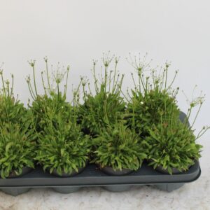 Androsace other Androsace
(8 Plants/Order)(13cmP 30cmH)