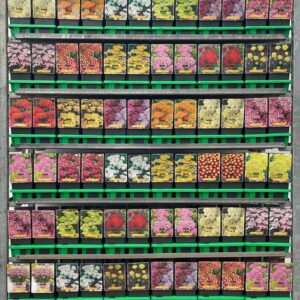 Achillea Achillea mix CC P11
(10 Plants/Order)(11cmP 25cmH)