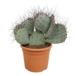 Opuntia Opuntia macrocentra 'Negra' 27 cm
(1 Plants/Order)(27cmP 50cmH)