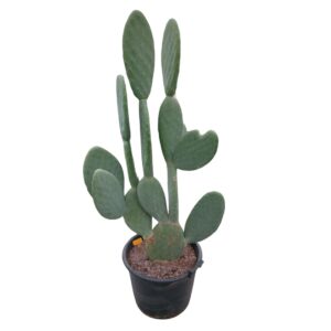Opuntia Opuntia titania 45 cm
(1 Plants/Order)(45cmP 160cmH)