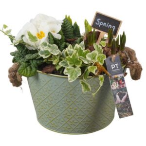 Arrangementen PTBM3753 Arrangement Flower Bulbs mix in metalen Pot
(3 Plants/Order)(22cmP 22cmH)