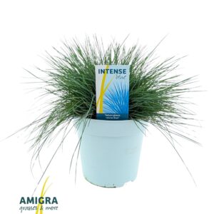 Festuca glauca Festuca glauca Intense Blue®
(1 Plants/Order)(17cmP 40cmH)