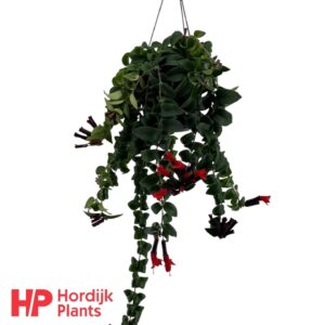 Aeschynanthus Bluster Aeschynanthus 'Bluster'
(7 Plants/Order)(15cmP 40cmH)