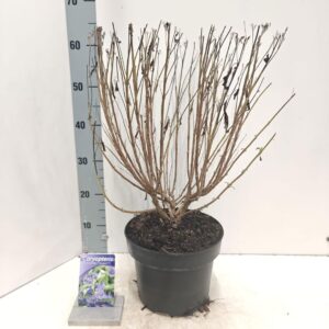 Caryopteris x clandonensis Caryopteris cland. Grand Bleu® ('Inoveris'PBR)
(1 Plants/Order)(23cmP 60cmH)