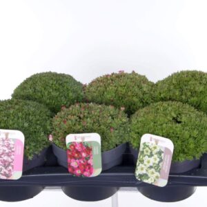Saxifraga mix Saxifraga mix in tray
(1 Plants/Order)(17cmP 30cmH)