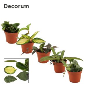 Hoya Hoya 6 cm mix (Decorum)
(20 Plants/Order)(6cmP 7cmH)