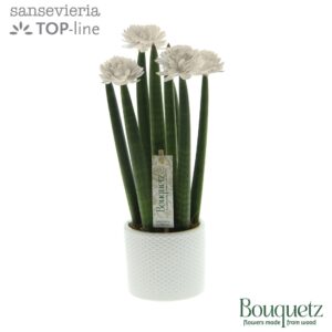 Sansevieria Cylindrica Sansevieria TOP-line Bouquetz White in Dots Ceramics
(6 Plants/Order)(8.5cmP 35cmH)