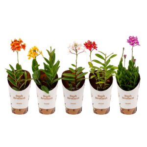 Epidendrum Epidendrum 9 cm
(18 Plants/Order)(9cmP 20cmH)