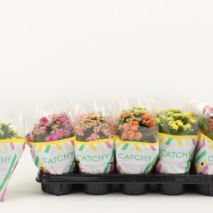 Kalanchoe Kalanchoe Double, Catchy Season mix
(10 Plants/Order)(10.5cmP 23cmH)