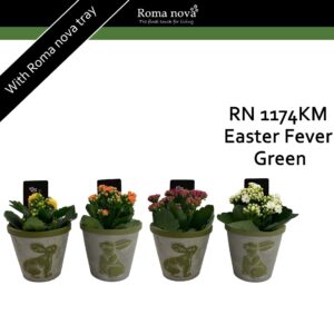 Kalanchoe 1174KM - Easter Fever Green (Kalanchoe mix)
(6 Plants/Order)(11cmP 18cmH)