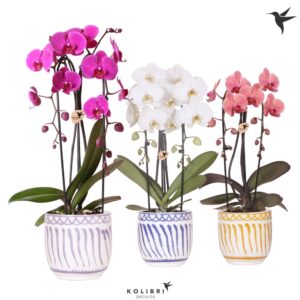Phalaenopsis Elegant Cascade Kolibri Orchids Phalaenopsis Cascade Niagara Fall mix 2 spike in Granada Pot mix
(4 Plants/Order)(12cmP 50cmH)